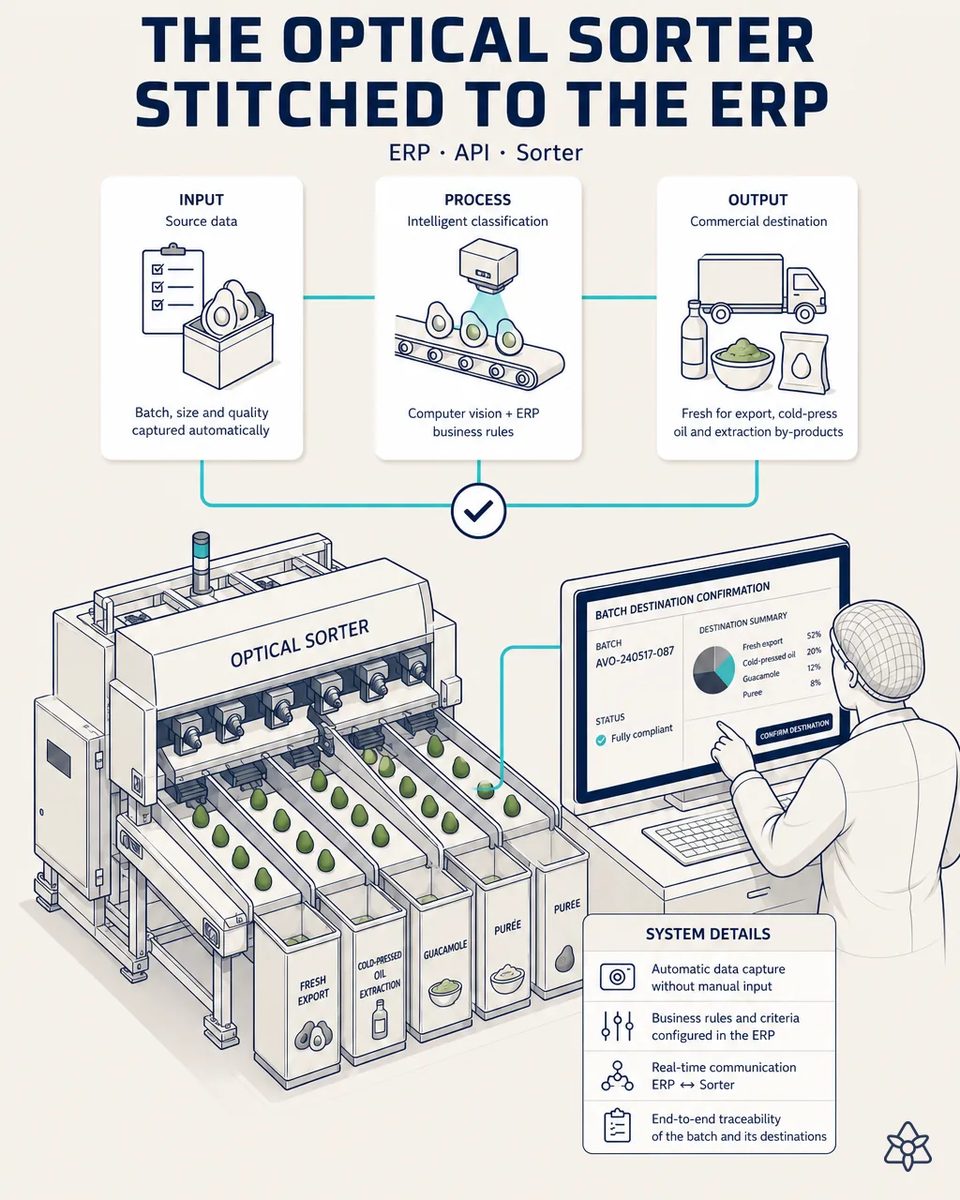 Optical sorter splitting avocados into lanes for fresh export, cold-press oil, guacamole and puree, next to a screen where an operator confirms the batch destination set in the ERP